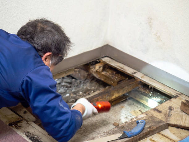 Best Water Damage Restoration  in Saint Johns University, MN