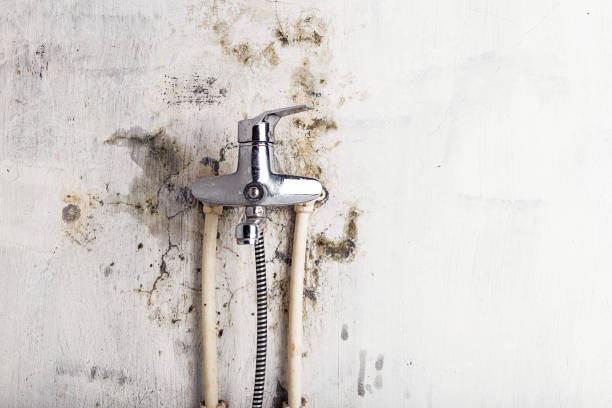 Best Water Damage Restoration  in Saint Johns University, MN
