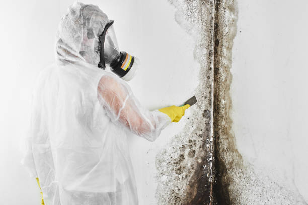 Best Local Mold Removal Service  in Saint Johns University, MN