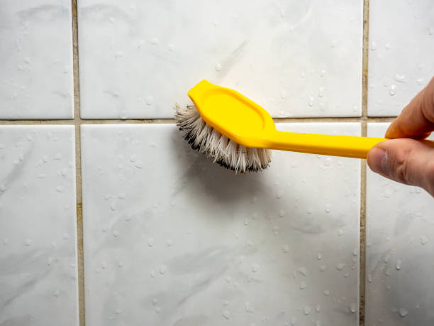 Best Same-Day Mold Removal  in Saint Johns University, MN