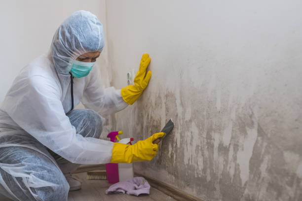 Best Mold Cleaning Services  in Saint Johns University, MN