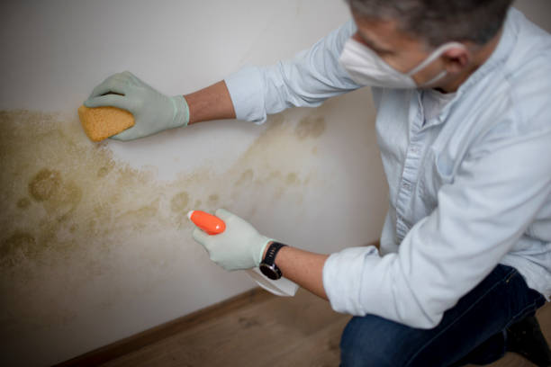 Best Best Mold Removal Companies  in Saint Johns University, MN