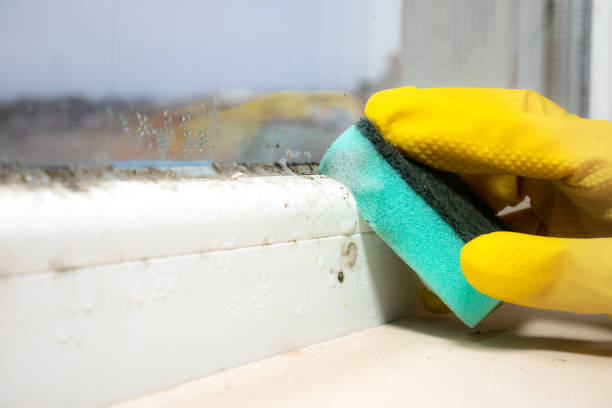 Best Black Mold Removal  in Saint Johns University, MN