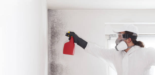 Best Emergency Mold Removal  in Saint Johns University, MN