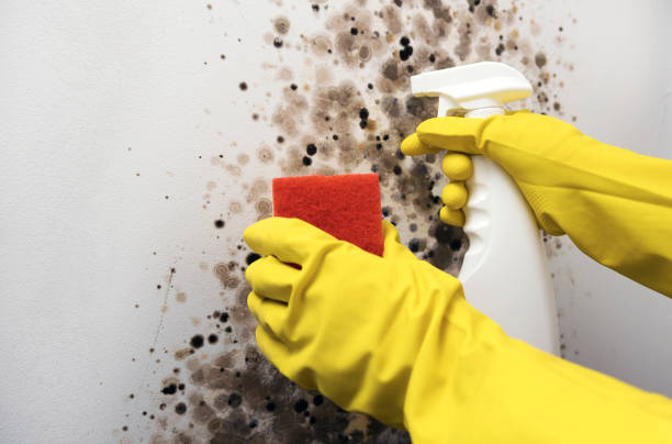 Water Damage Restoration in Saint Johns University, MN