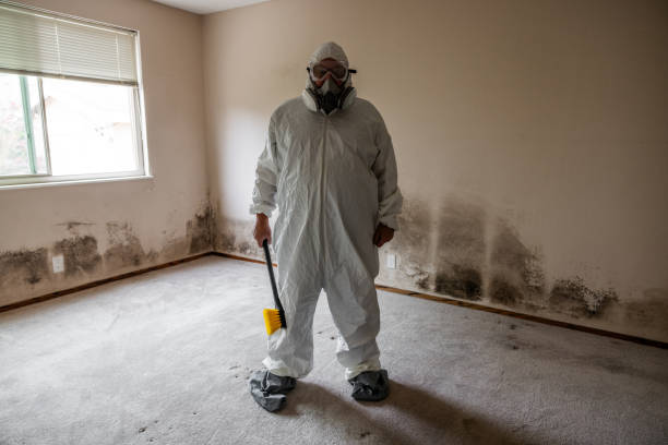 Best Residential Mold Removal  in Saint Johns University, MN